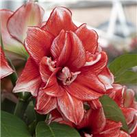 Amaryllis - Flamed Amadeus - Hippeastrum Bulb