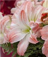 Amaryllis - Giant Amadeus - Hippeastrum Bulb