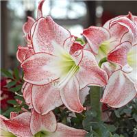 Amaryllis - Spotlight- Hippeastrum Bulb