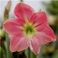 Amaryllis - Sweet Cream- Hippeastrum Bulb