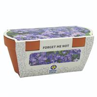 Forget Me Not Duo Terracotta Growing Set