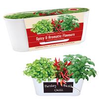 Windowsill Chilli and Herb Growing Gift Set