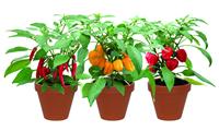 Terracotta Chilli Trio Grow Set