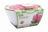 Ribbon Hyacinth Bowl Grow Set
