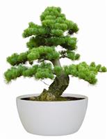 Bonsai Tree Indoor Grow Set - Jerusalem Pine