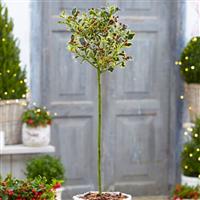 Gorgeous LARGE Variegated Holly Tree Standard - Ilex argentea marginata