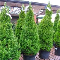 Picea glauca Conica - Dwarf Alberta Spruce - Extra Large circa 100cm - 120cm Specimen