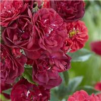 Rose Red the Fairy - Fairy King Floribunda Ground cover Rose