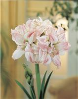 Amaryllis Aphrodite - Double Flowered Hippeastrum Bulb
