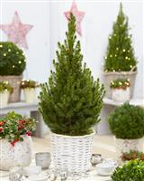 Contemporary Christmas Tree - 70-80cms