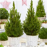 Pair of 70-80cm Contemporary Christmas Trees in Festive Baskets