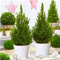Pair of circa 70cm Contemporary Christmas Trees in Festive White Pots