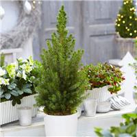 Contemporary Christmas Tree circa 40cm tall