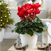 LARGE Red Cyclamen in Bud and Bloom