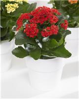 Festive Red Kalanchoe Flaming Katy Plant in Bud & Bloom
