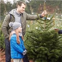Fresh Cut Budget Premium Quality Nordmann Fir Christmas Tree circa 5-6ft tall + Immediate Dispatch +