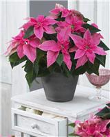 Pink Princettia Poinsettia Plant