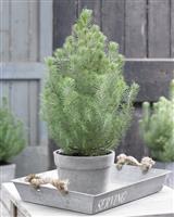 Christmas Tree - Pinus pinea Silver Crest - Stone Pine