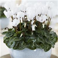 Snowy White Cyclamen Plant In Bud & Bloom
