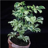 Umbrella Plant - Schefflera arboricola 'Janine'
