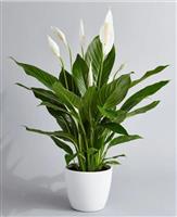 Large Spathiphyllum 'Alana' - Peace Lily in White Display Pot