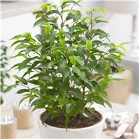 Dwarf Weeping Fig - Ficus 'Natasja' with White Display Pot