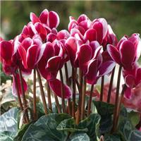 Festive Cyclamen Flame Bicolour in Bud and Bloom
