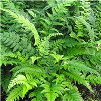 Polystichum tsus-simense - Young Korean Rock Fern