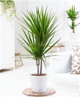 Dracaena marginata - Large 60-80cm Dragon Tree