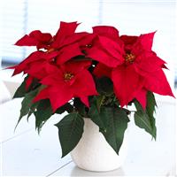 Red Poinsettia - The Essential Christmas Plant