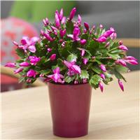 Flowering Christmas Cactus 'Schlumbergera'