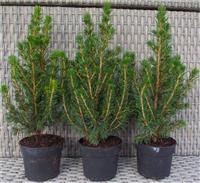 Mini Christmas Trees - Picea - Ideal for Table Decoration - Pack of THREE