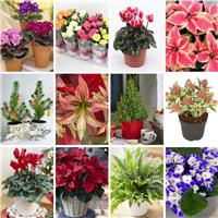 Mega Mystery Christmas Plants Bundle 6 plants for under &pound;5!
