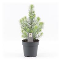Mini Christmas Tree - Silver Crest Pine