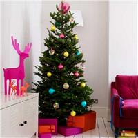 PRE-ORDER: Nordmann Fir Christmas Tree - Fresh Cut Non-Drop Luxury Tree (approx 6-7ft) + Delivered 15th to 20th DEC +
