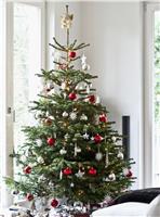 PRE-ORDER: Fresh Cut Non-Drop Luxury Nordmann Fir Christmas Tree (approx 7-8ft) + Delivered 24th Nov to 29th Nov +
