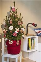 Fresh Christmas Tree - circa 40cm Potted Dwarf Norway Spruce - Wills Dwarf + FOR IMMEDIATE DISPATCH