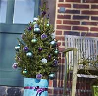 Fresh 'Little Santa' Christmas Tree - 80-100cm Potted Wills Dwarf Spruce