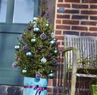 Fresh 'Little Santa' Christmas Tree - 130-150cm Potted Wills Dwarf Spruce