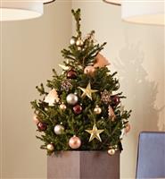 Fresh 'Little Santa' Christmas Tree - 100-120cm Potted Spruce - Wills Dwarf