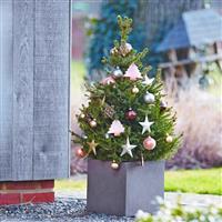 Fresh Christmas Tree - 90-110cm Compact Potted Norway Spruce - Wills Dwarf