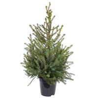 Silver Spruce Christmas Tree - circa 90-120cm - Real Christmas Tree Picea Omorika