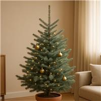 Large 120-150cm Blue Spruce - Fresh Potted Christmas Tree (Picea pungens glauca)