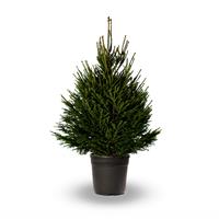Fresh Christmas Tree - Traditional Potted Norway Spruce - 120-150cm - FOR IMMEDIATE DISPATCH