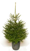 Fresh Christmas Tree - Traditional Potted Norway Spruce - 100-125cms - FOR IMMEDIATE DISPATCH