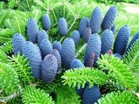 LARGE Blue Cone Korean Fir Tree - Abies Koreana - circa 180-200cm