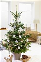 LARGE Potted Blue Cone Korean Fir - Abies Koreana - Fresh Christmas Tree 150-170CM
