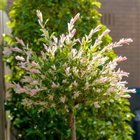 Flamingo Tree - LARGE circa 180cm Standard Salix integra Hakuro Nishiki