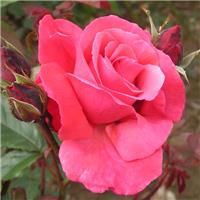 Climbing Rose Galway Bay