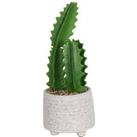 Cactus in Textured Pot